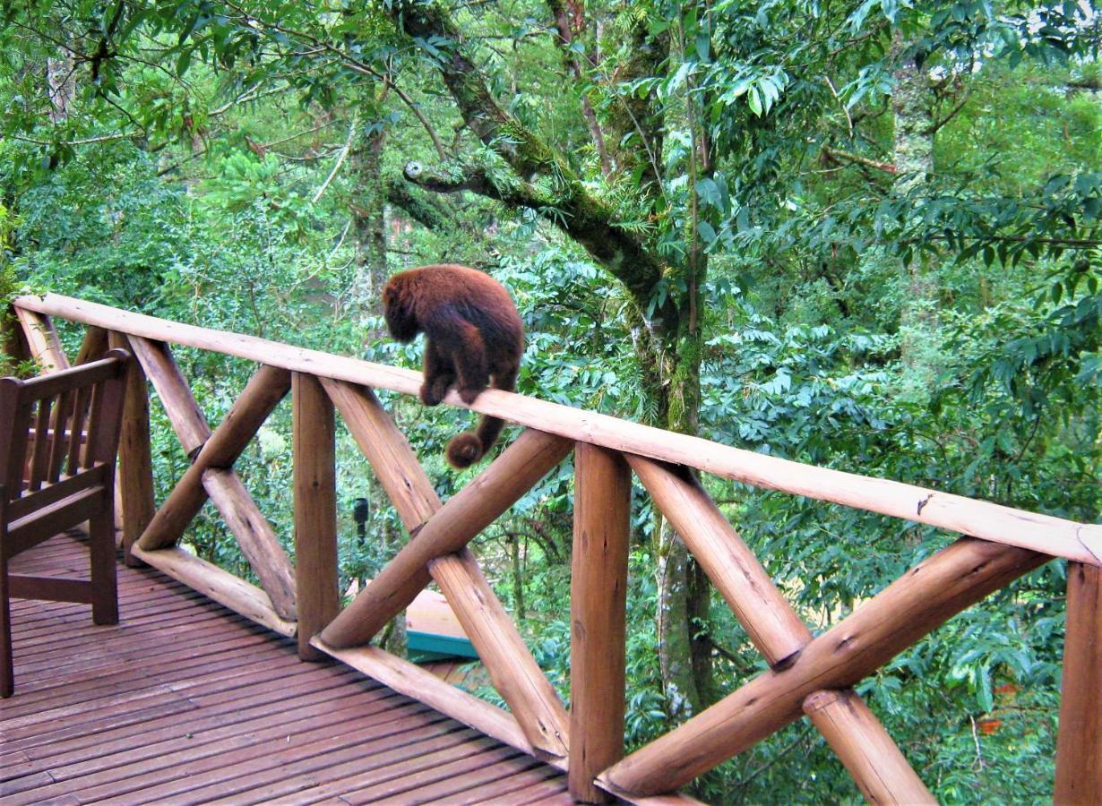 Villa Flor Ecoresort Nova Petropolis Eksteriør bilde